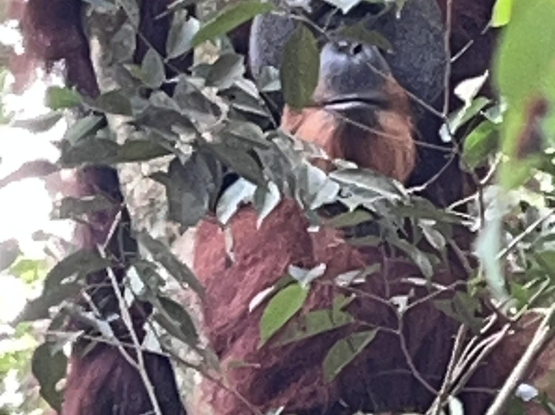 Bukit Lawang Adventure-武吉拉旺必去景点