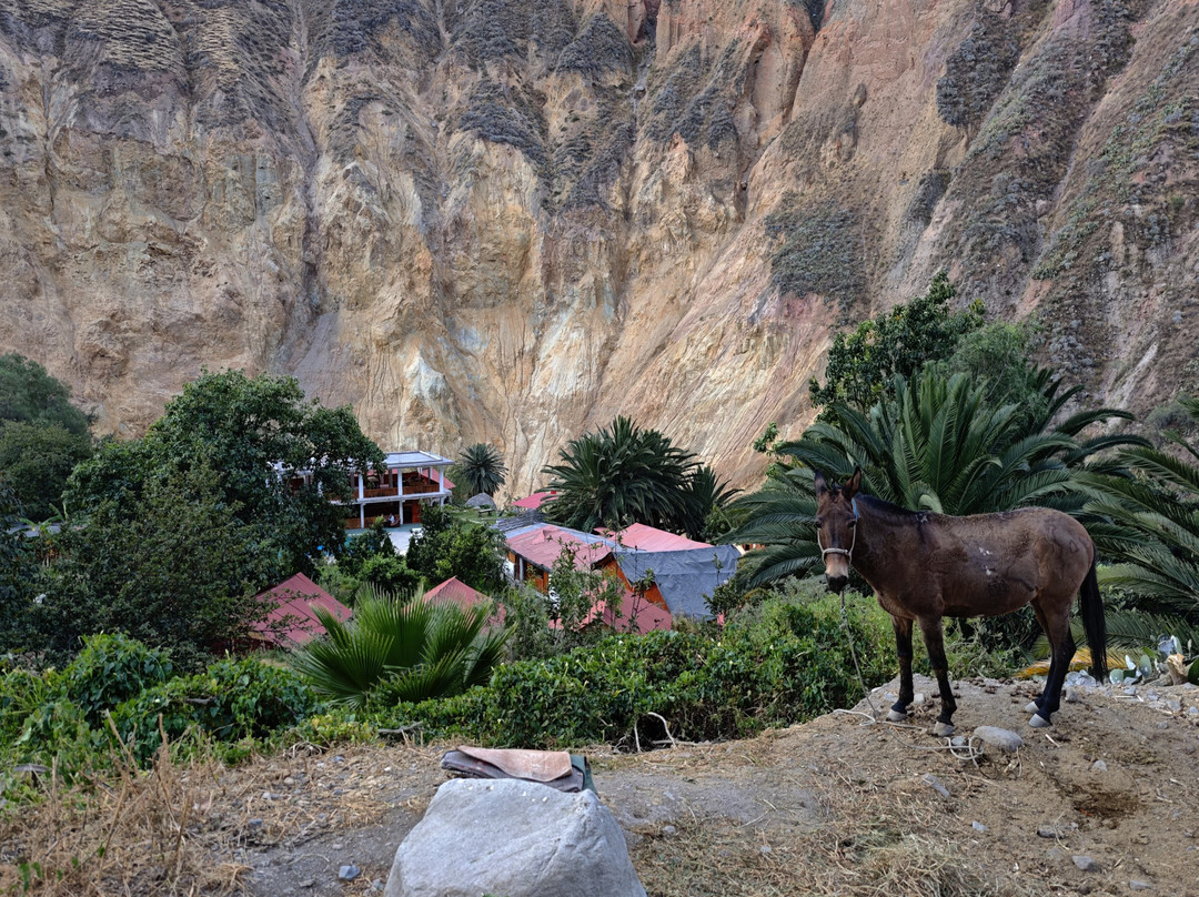 COLCA ONE DAY HIKE-Cabanaconde必去景点