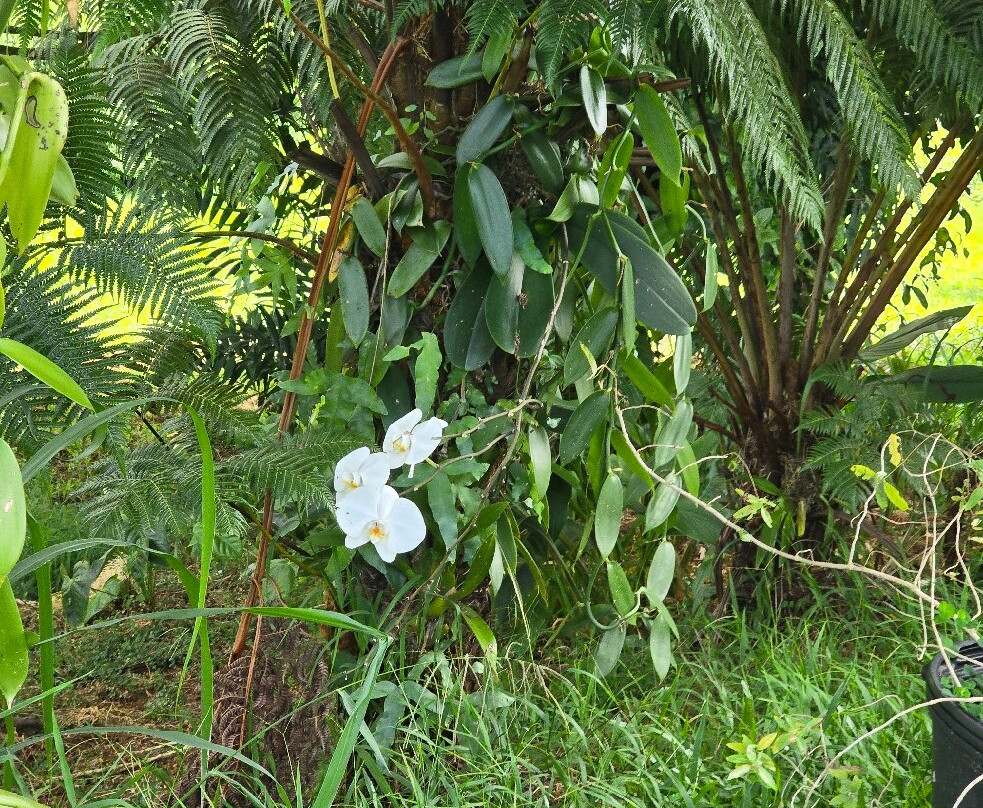 O.k. Farms (the Farm At Rainbow Falls)-希洛必去景点