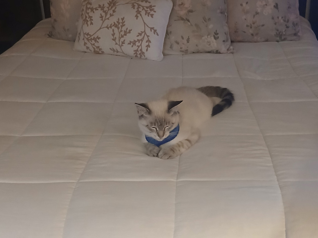 Shooting Star Motel主图