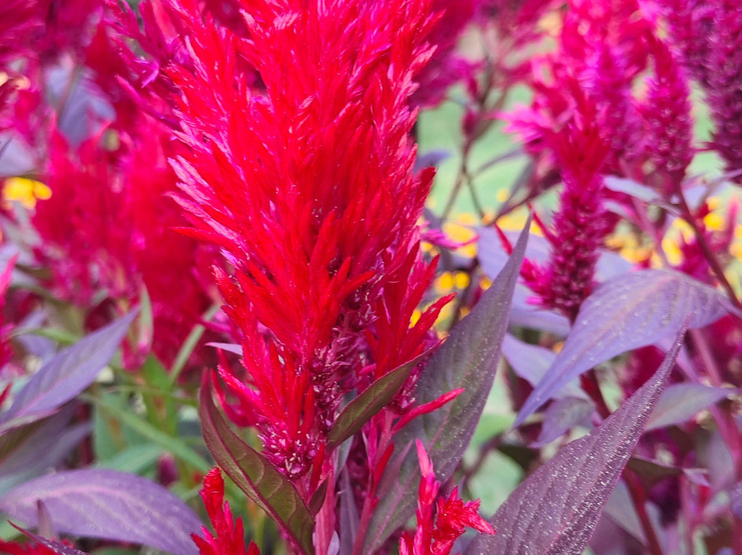 Driver Cum Guide-Sonamarg必去景点