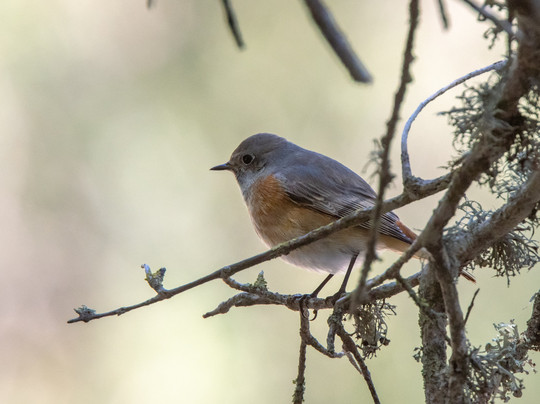 Mallorca Nature Tours-Pollenca必去景点