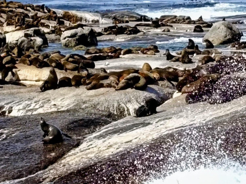 Duiker Island-木湾必去景点