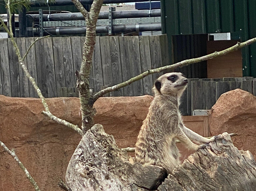 Northumberland Zoo-莫佩思必去景点