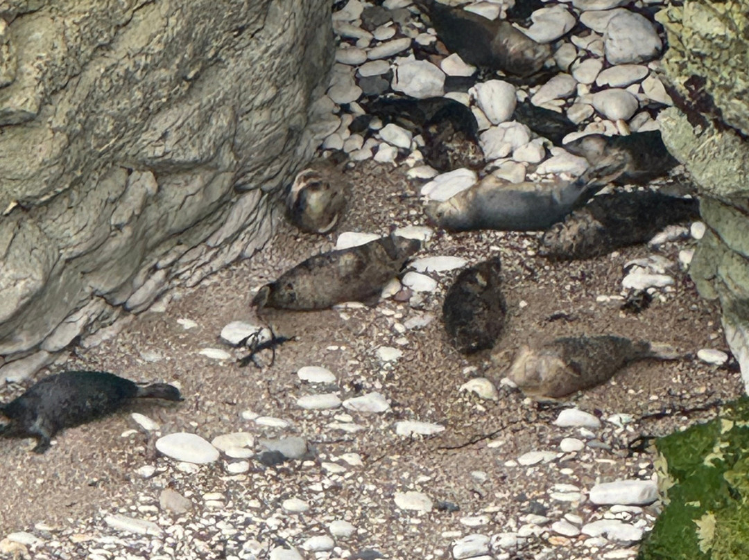 FLamborough Outer Headland-Flamborough必去景点