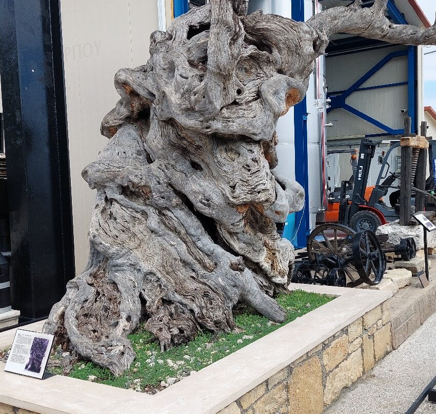 Aristeon Ecological Olive Press-Lithakia必去景点