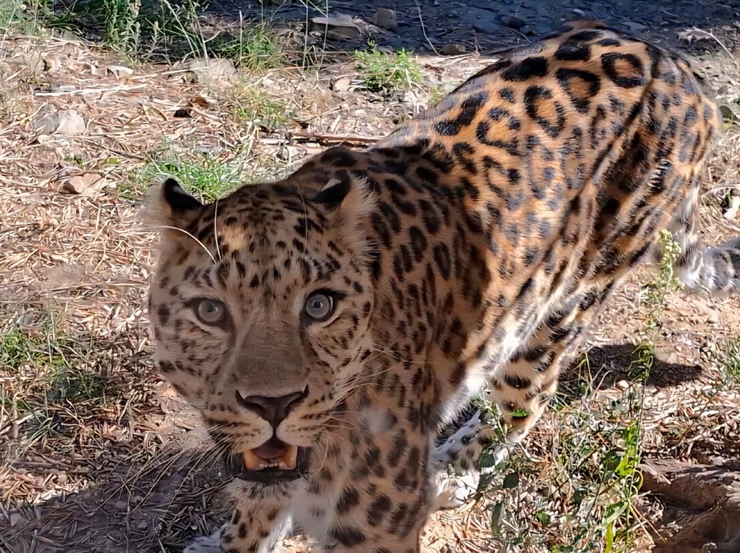 EcoZonia - Parc Animalier-Cases de Pene必去景点