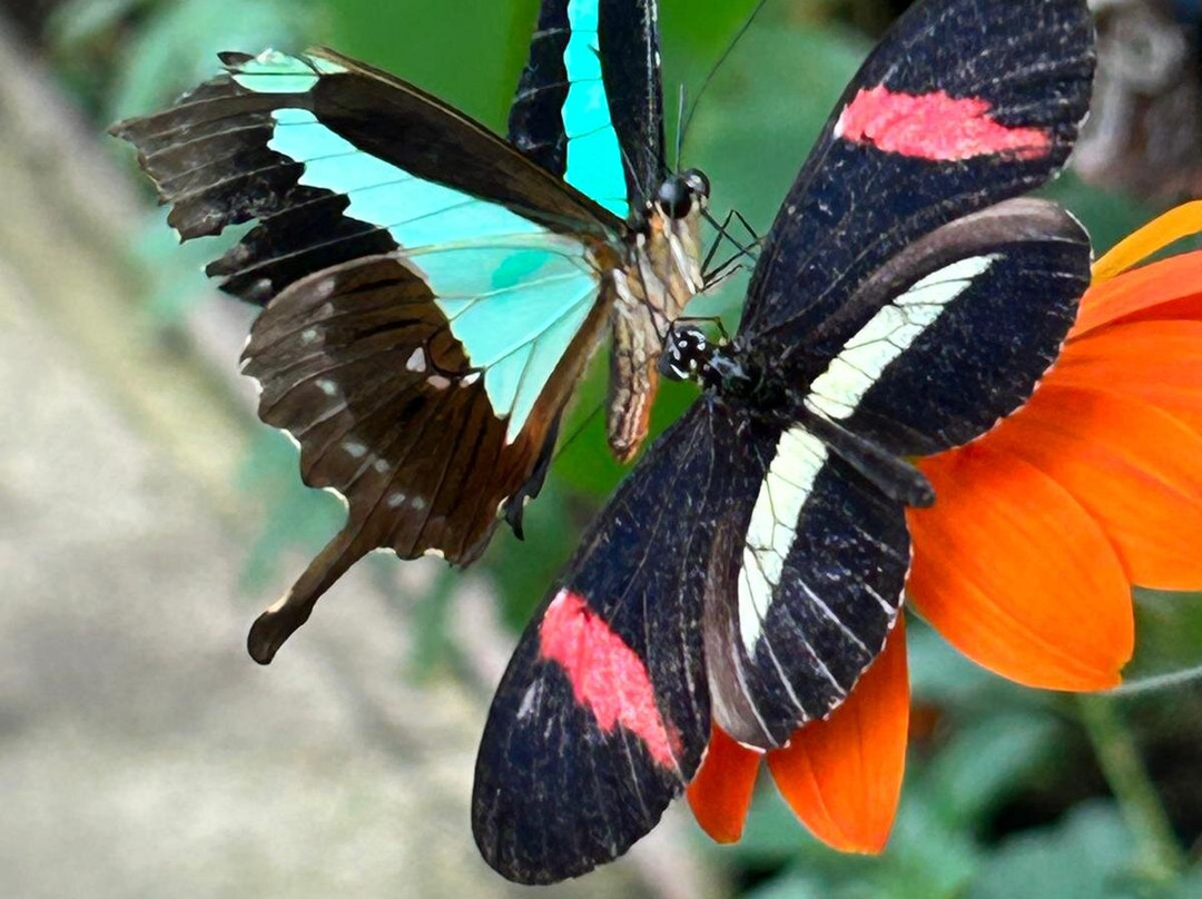 Butterfly Gardens @ Middleton Common Farm-Westmeston必去景点