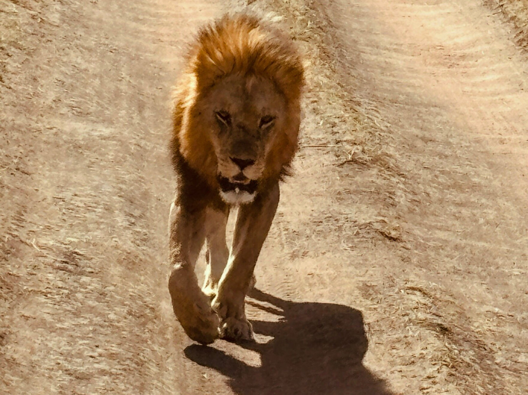 Tanzania-Experience-阿鲁沙必去景点