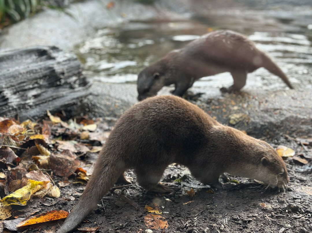 New Forest Wildlife Park-Ashurst必去景点