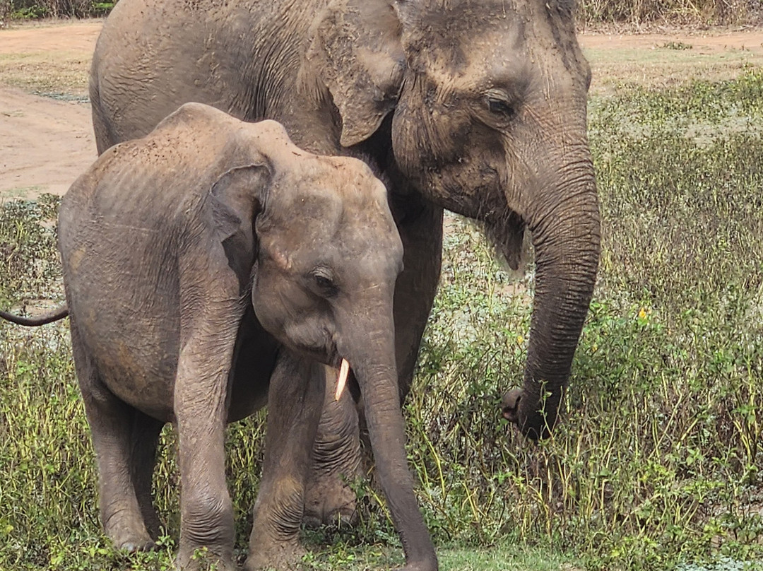 Udawalawe Safari Kingdom-乌达瓦拉瓦必去景点