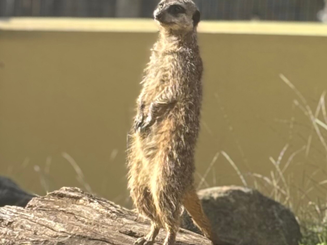 Marwell Zoo-温彻斯特必去景点