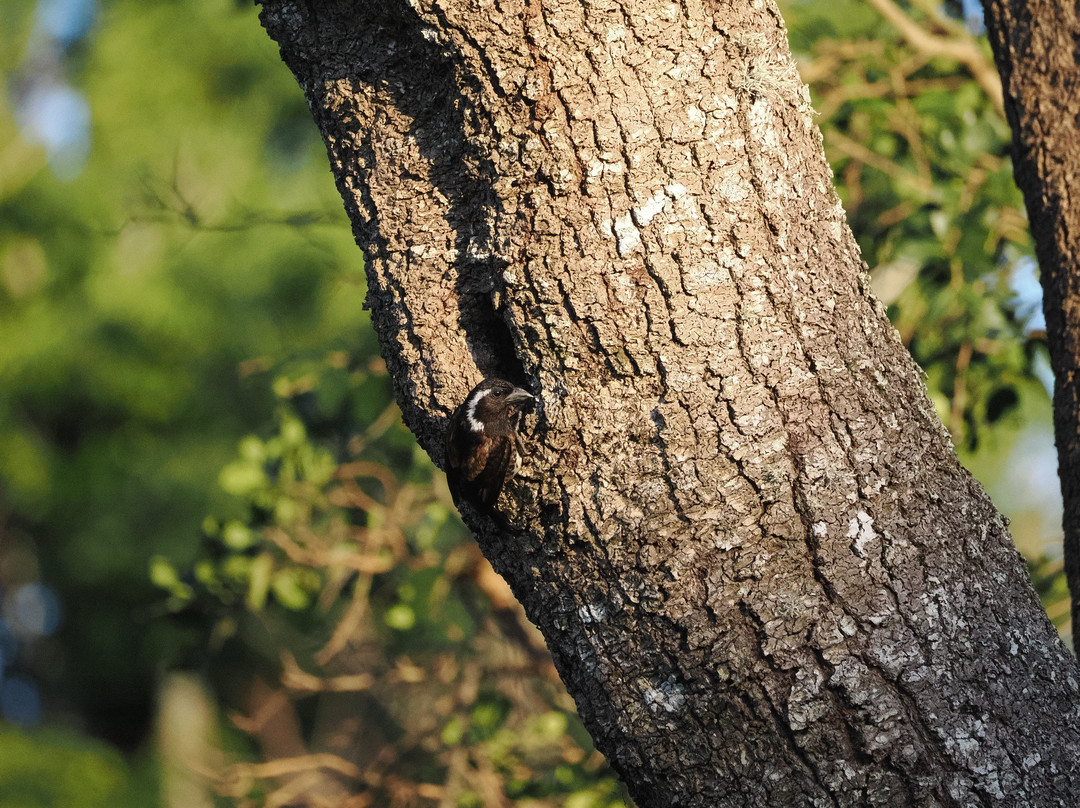 St.lucia Birds & Birding-圣露西亚必去景点