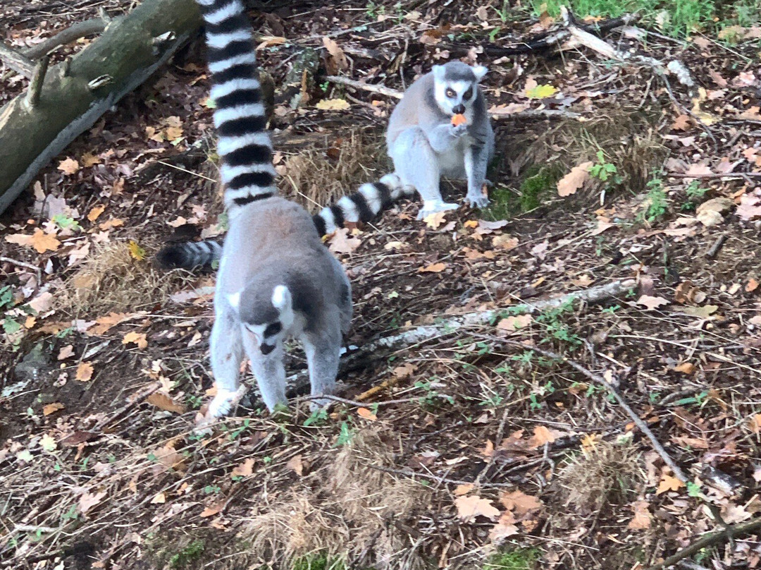 Parc Animalier d'Auvergne-Ardes必去景点