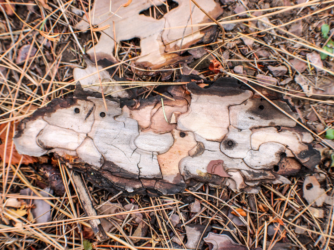 Mineral Ridge National Recreation Trail-科达伦必去景点