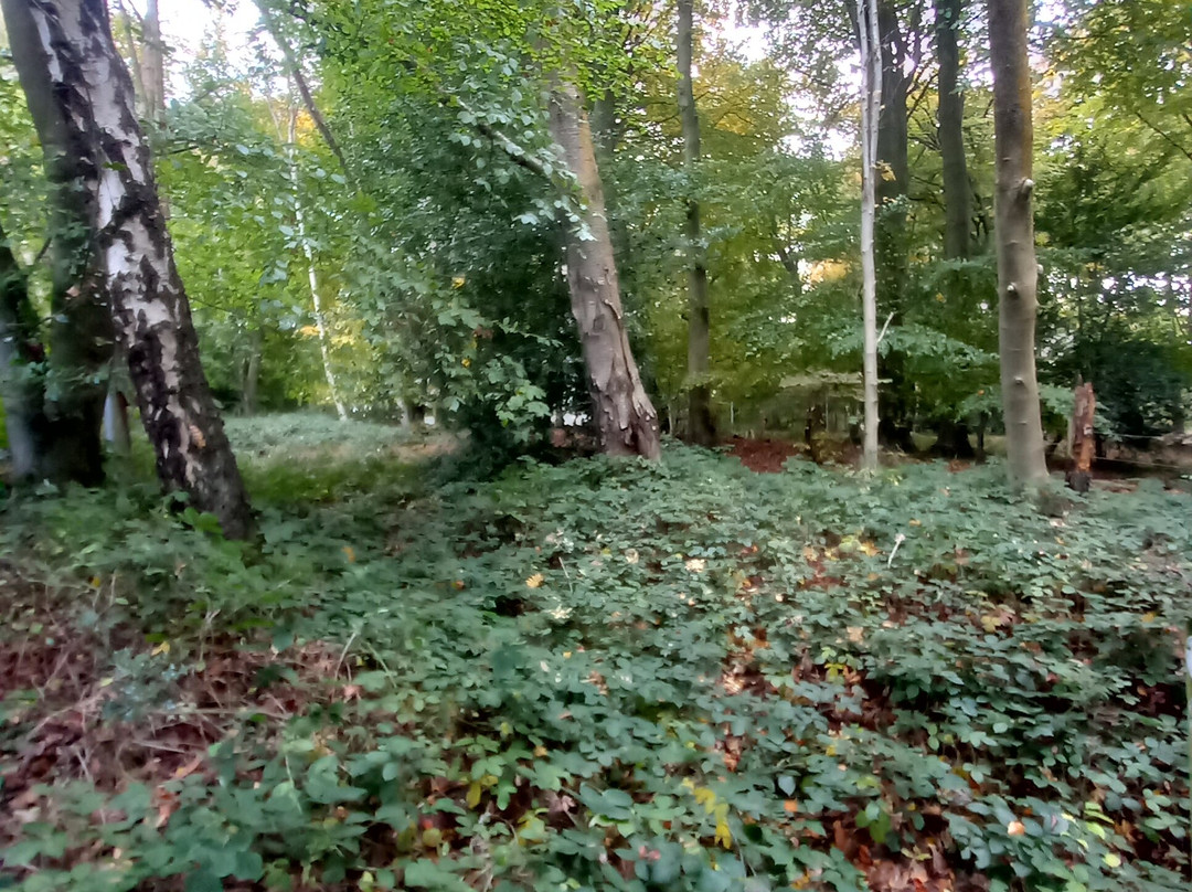 The Cherry Tree Inn-泰晤士河畔亨利必去景点