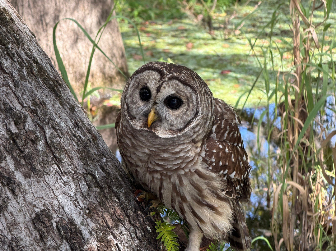 St. John's River Eco Tours, LLC-DeBary必去景点