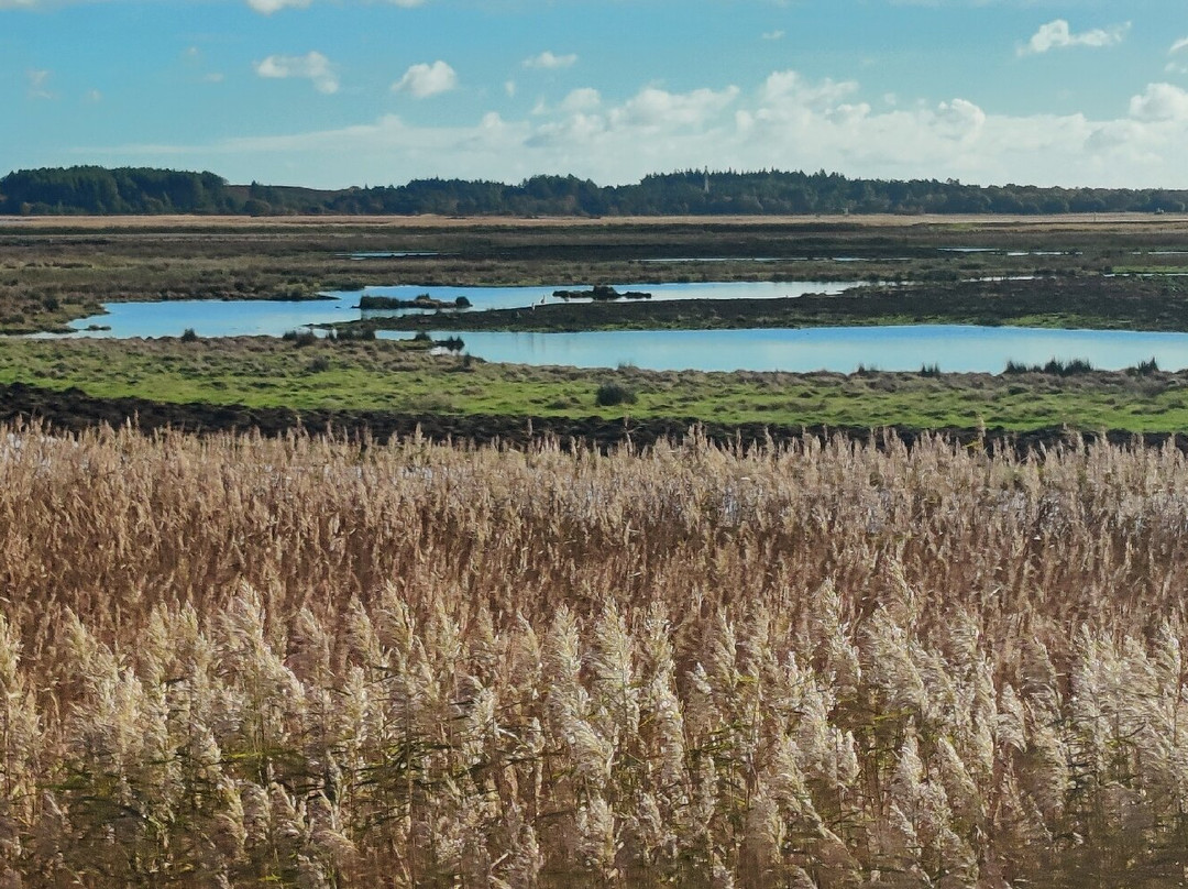 Birds Of Poole Harbour Events-普尔必去景点