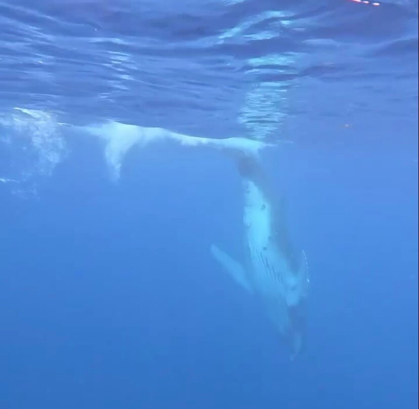 Dive and Sea Tahiti - Base nautique de Puna'auia-普纳奥亚必去景点