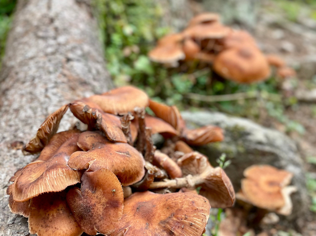 TREK BALKAN LLC-普里什蒂纳必去景点