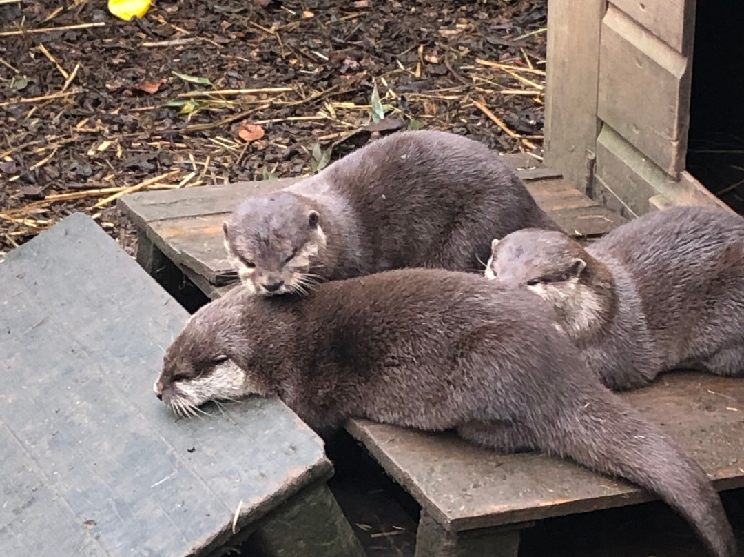 Buckfast Butterfly Farm And Dartmoor Otter Sanctuary-Buckfastleigh必去景点