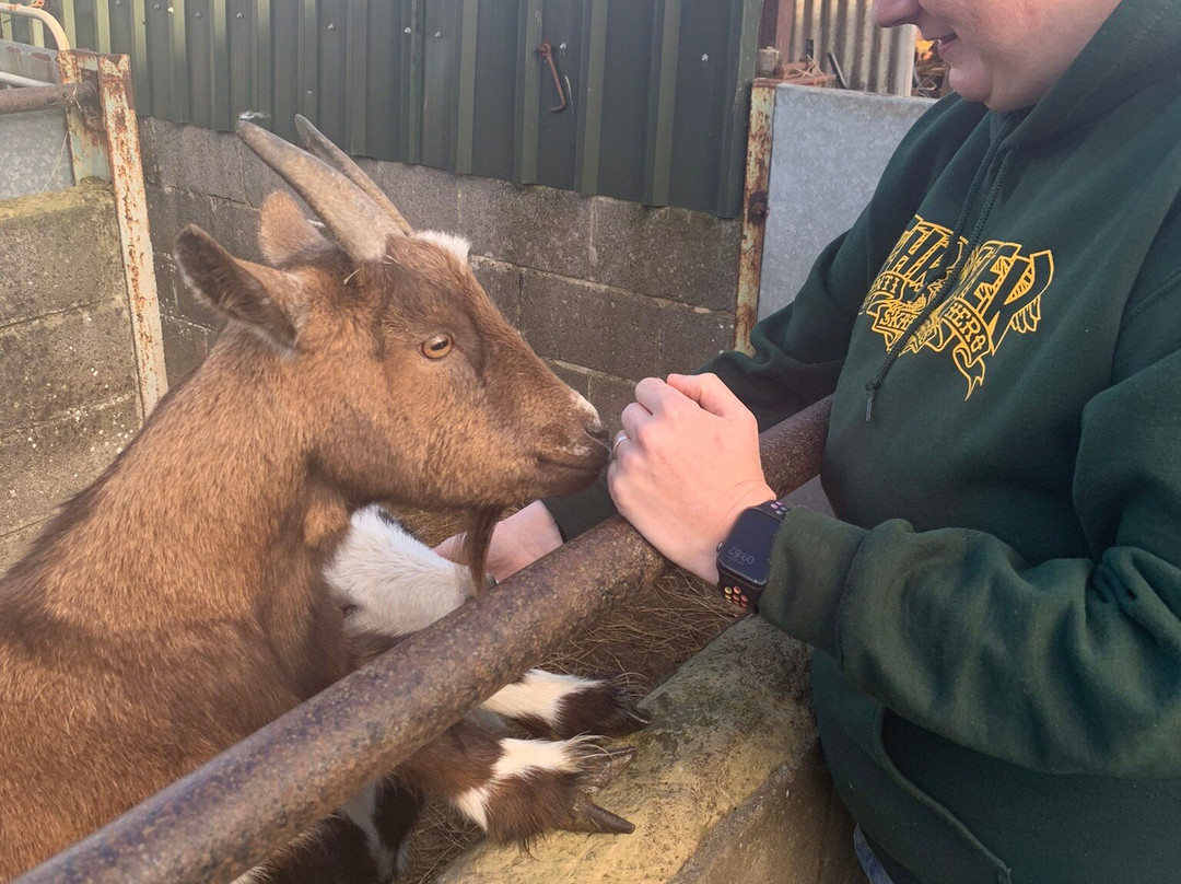 Somerset Sheep Trekking-Pitminster必去景点