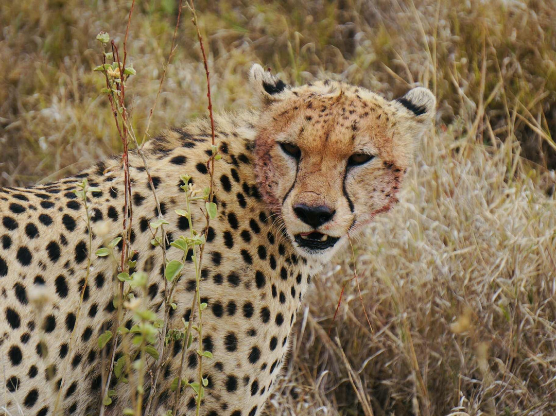 Safaris-R-Us-阿鲁沙必去景点