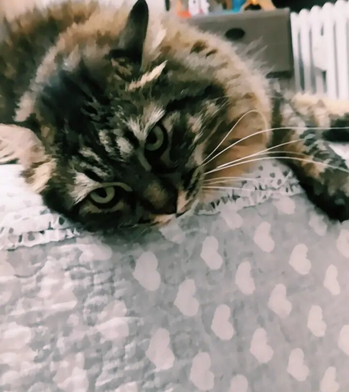 AcquaJoy-里沃利必去景点