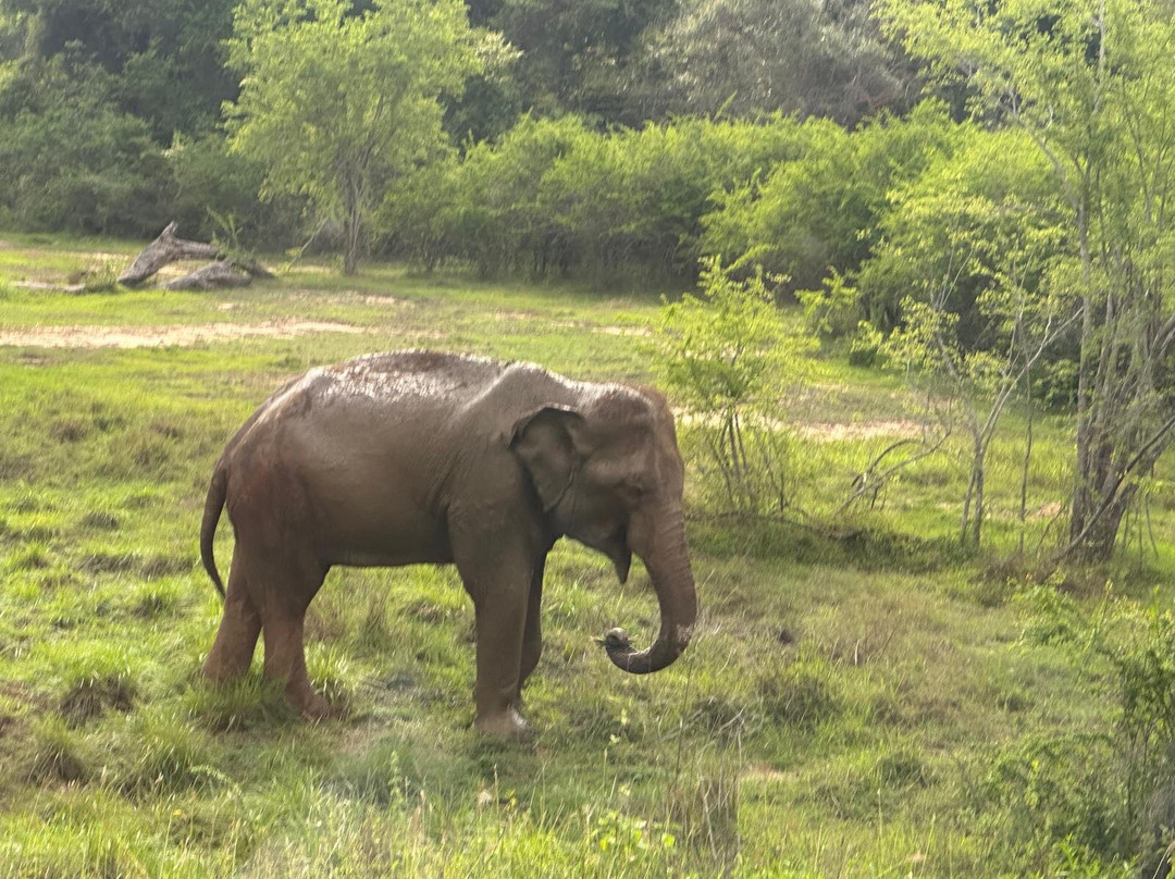 SS Lanka Tours-凯拉尼亚必去景点