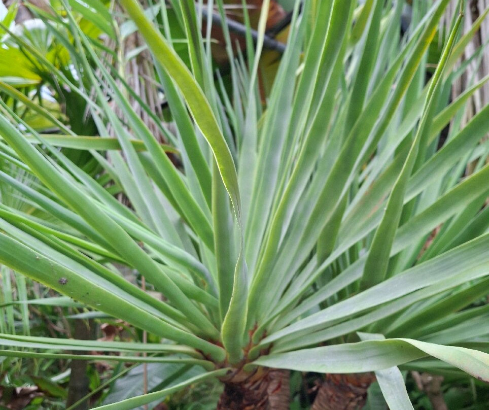 Palmeraie du Sarthou-Betous必去景点