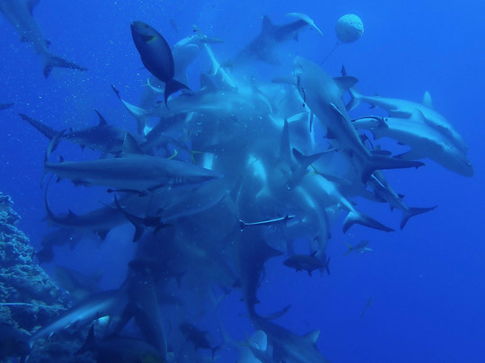 Mike Ball Dive Expeditions-凯恩斯必去景点