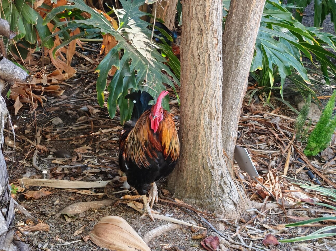 Jardines de la Marquesa-Arucas必去景点