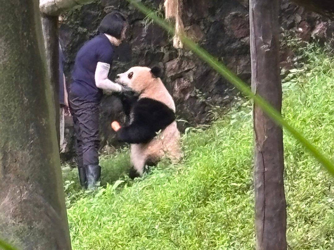 大熊猫保护研究中心都江堰基地-都江堰市必去景点