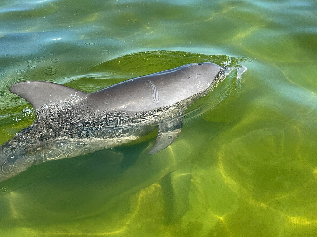Blue Caribe-艾库玛尔必去景点