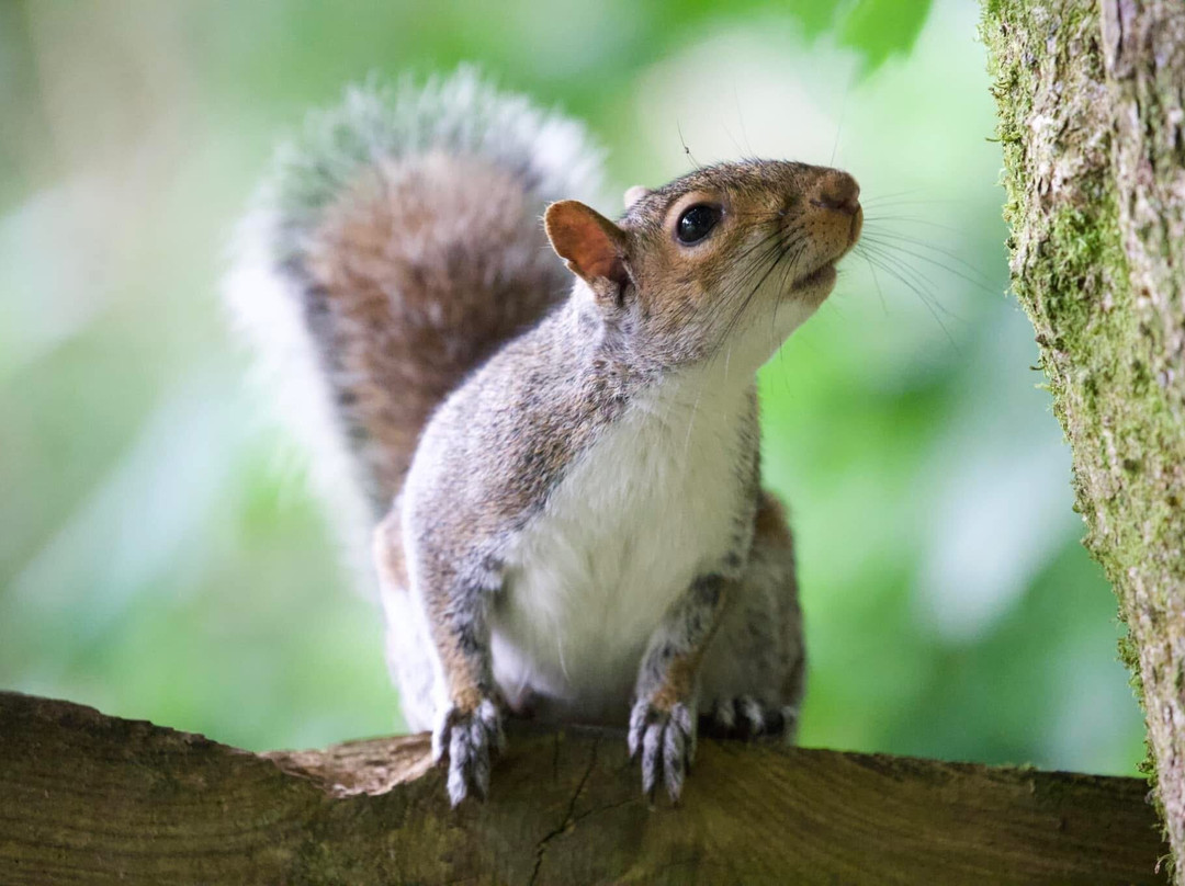 Forest Farm Country Park-卡迪夫必去景点