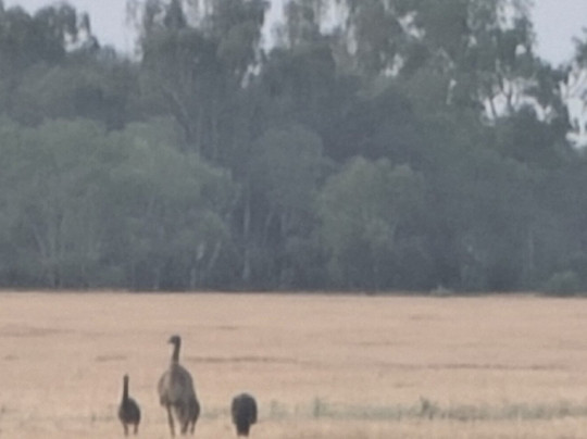 Thallon Silo Mural-Thallon必去景点