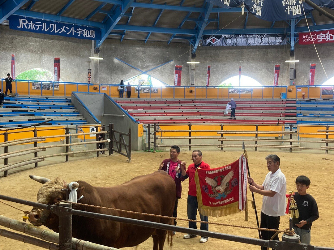 Uwajima City Bullfighting Arena-宇和岛市必去景点