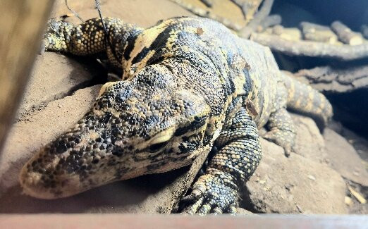 Plantasia Tropical Zoo-斯温西必去景点