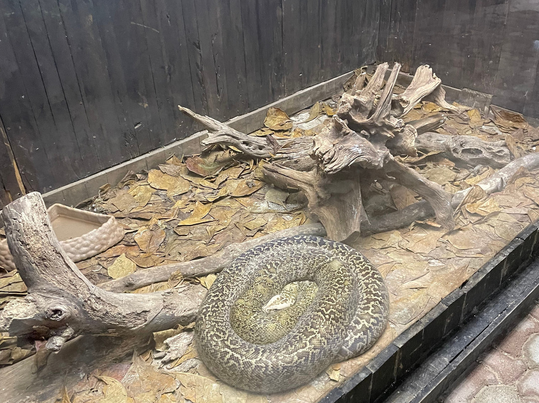 Croco Cun Zoo-从莫雷洛斯港必去景点