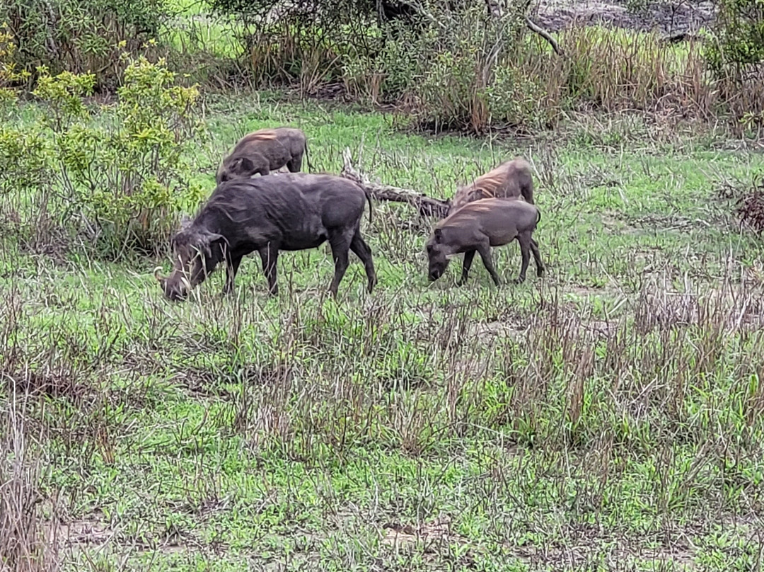 The Other Animals Safaris-克鲁格国家公园必去景点