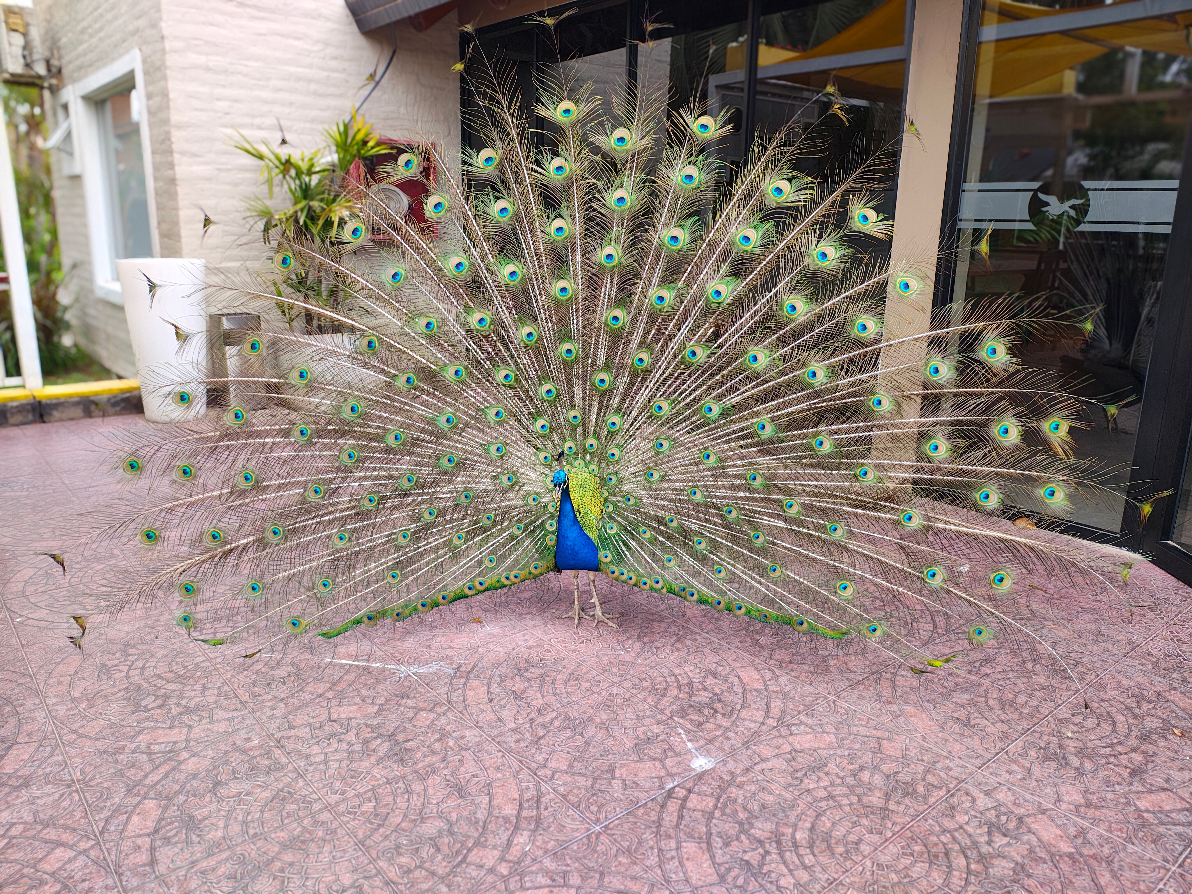 Bolacua Hotel De Campo - All Inclusive-官方