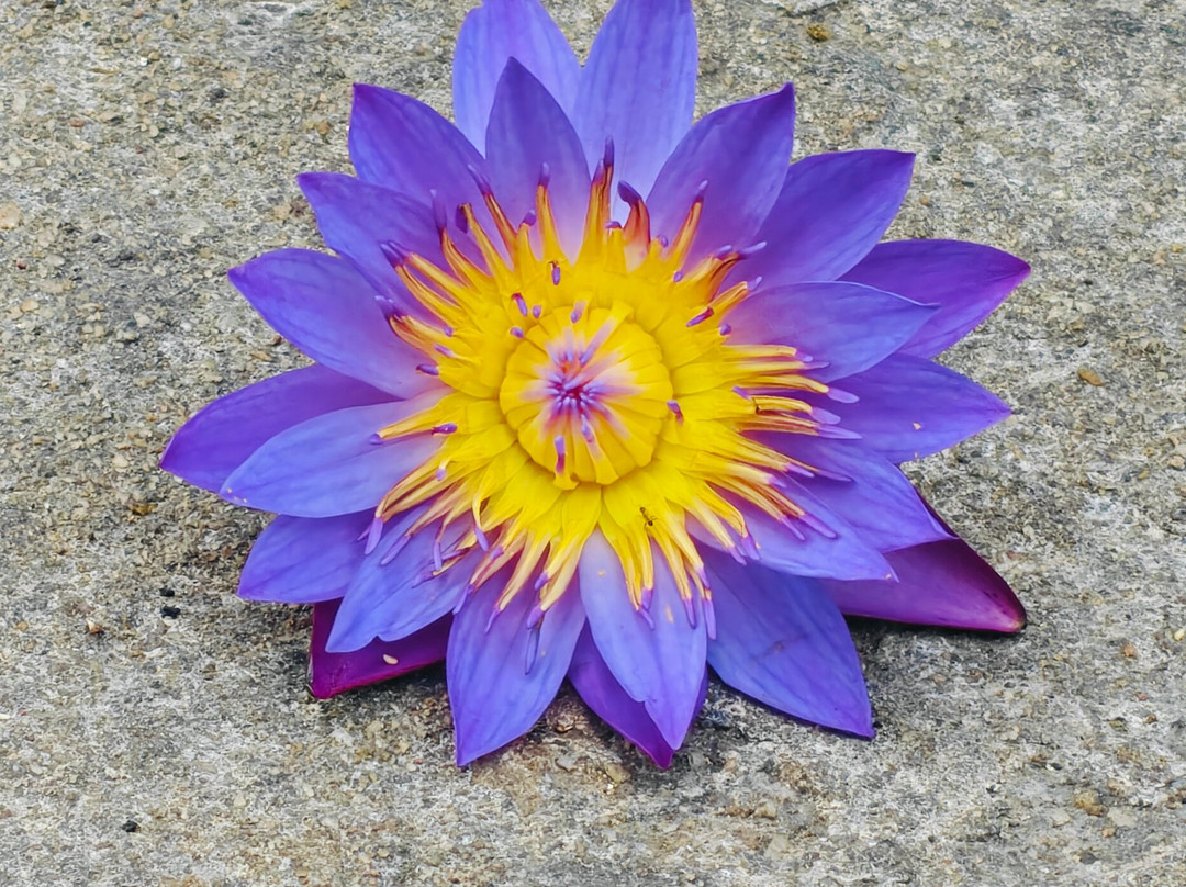 Sanju Tours-Minuwangoda必去景点