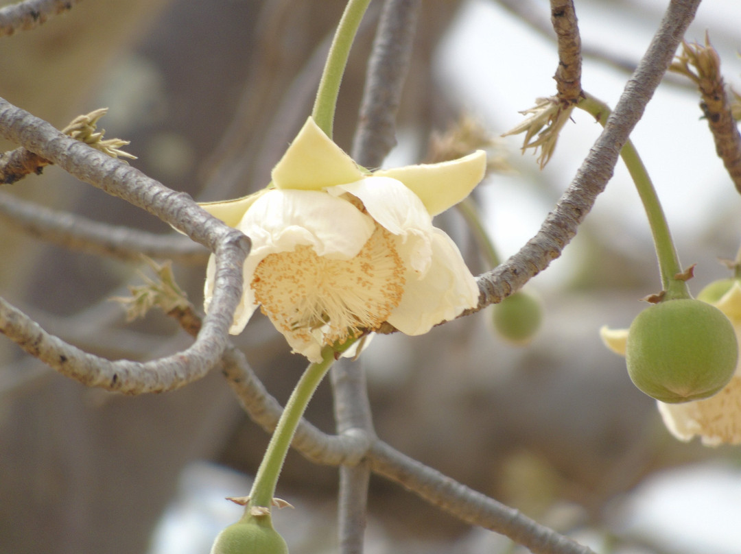 Savannah Explorers Limited-阿鲁沙必去景点