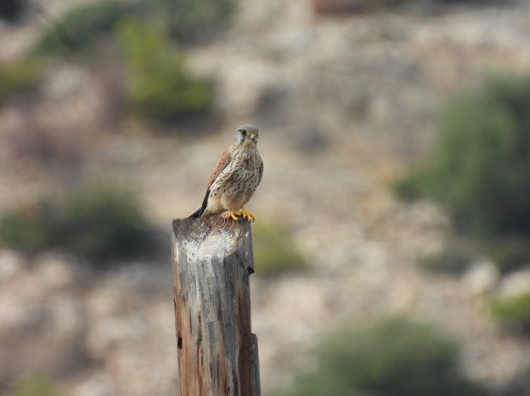 Greece Bird Tours-Marathon必去景点