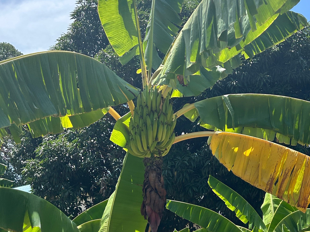 Mafia Whale Shark Tours-Kilindoni必去景点