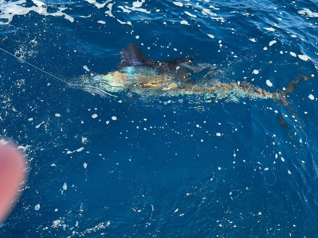 True Blue Sportfishing-St. George's必去景点