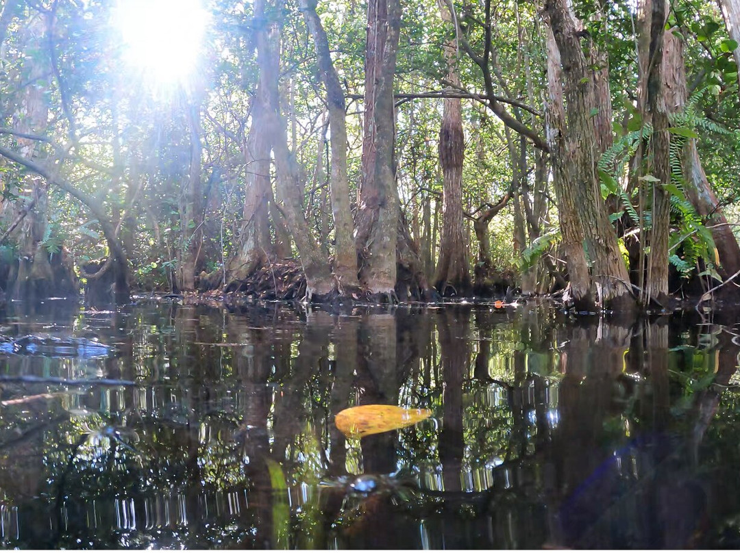 Clyde Butcher's Big Cypress Gallery-奥乔皮必去景点