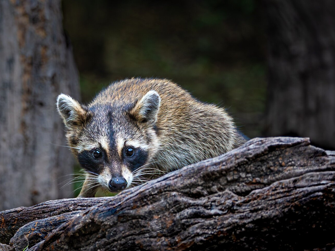 American Birding Guides-Patagonia必去景点