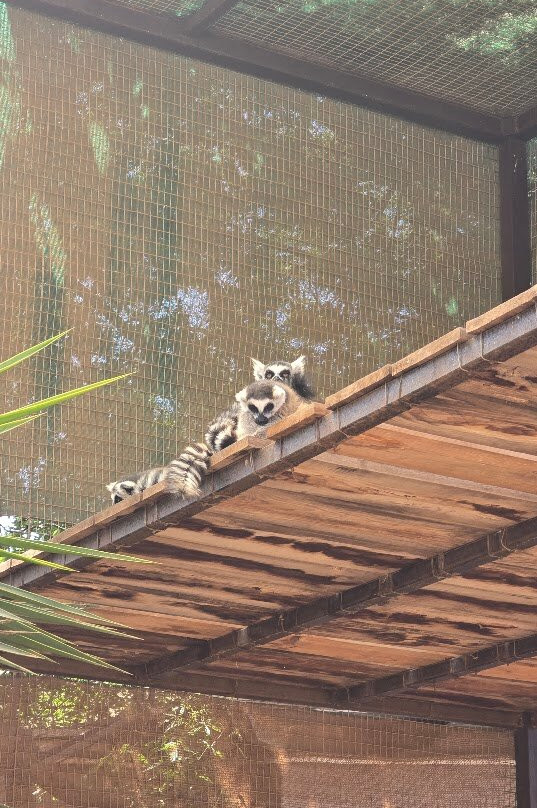 Monkey Park-洛斯克里斯蒂亚诺斯必去景点