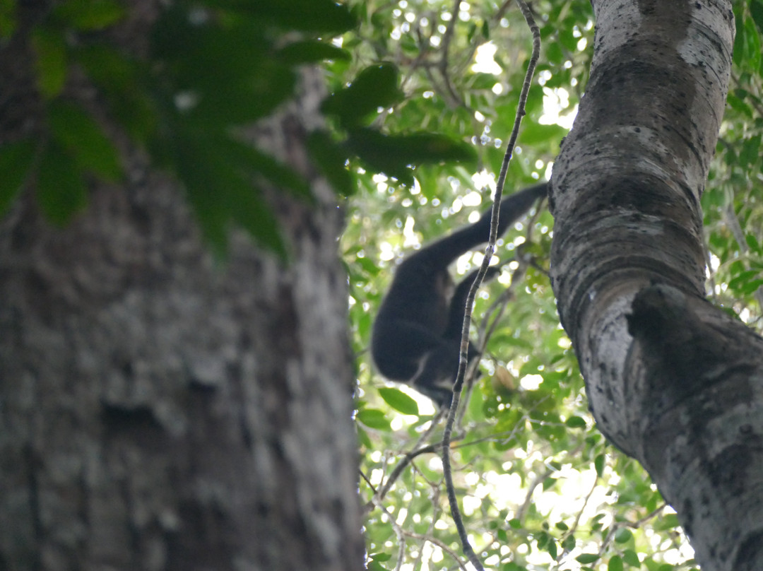 Parrot Tours-邦隆必去景点